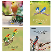 Тетрадь 48 л. BRAUBERG "ЭКО", клетка, обложка мелованный картон, внутренний блок офсет, "Красивые птицы", 402776